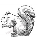 Rubber stamp - Squirrel